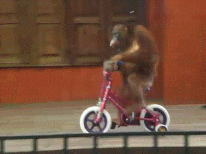 monkey-riding-bike
